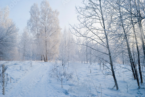 snowy evening winter forest © Максим Слесарчук