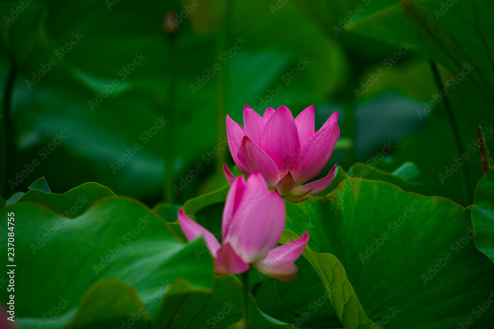 Blooming lotus flowers in the park Blooming lotus flowers in the park