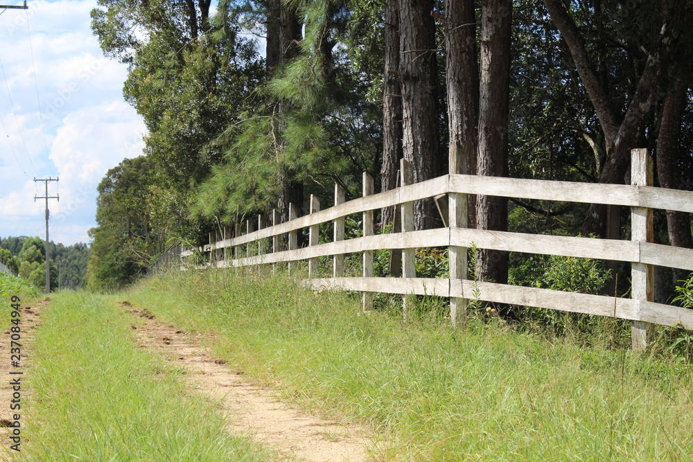 Fototapeta premium wooden bridge in the forest