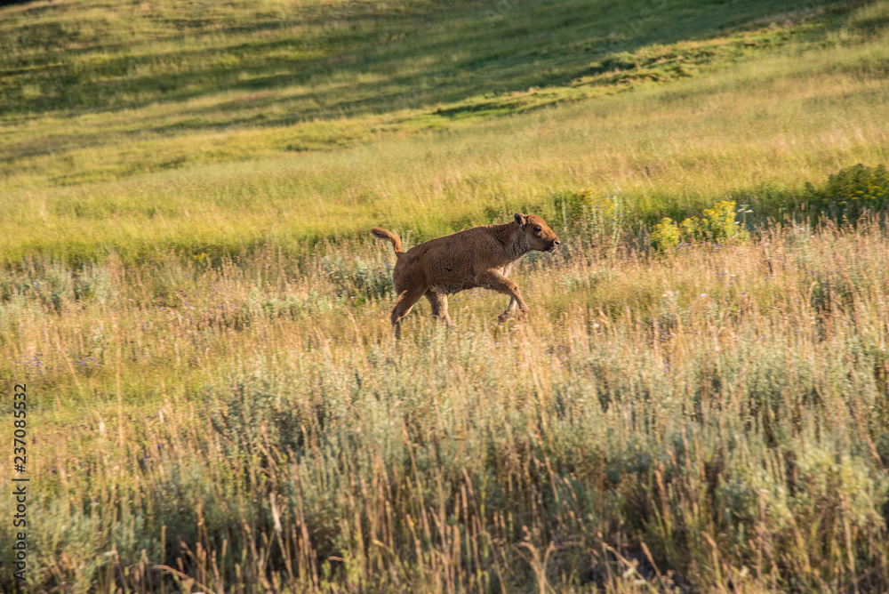 A bison calf runs through a grassy meadow at Yellowstone National Park