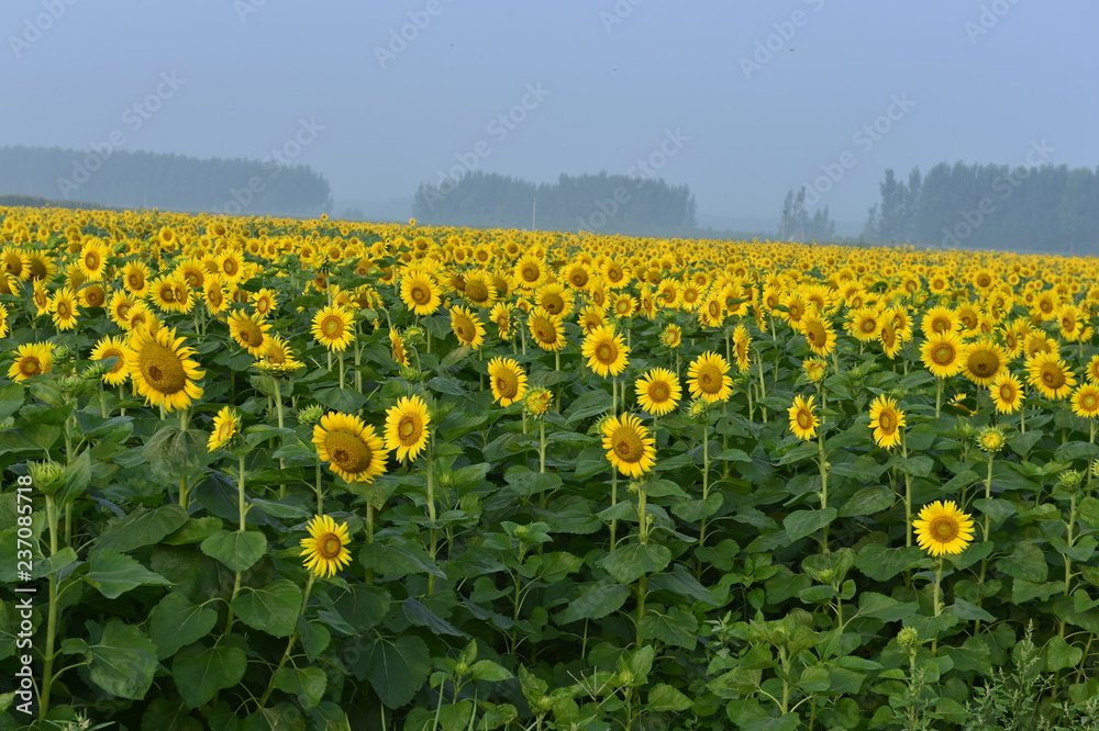 Fototapeta premium Sunflowers in the field