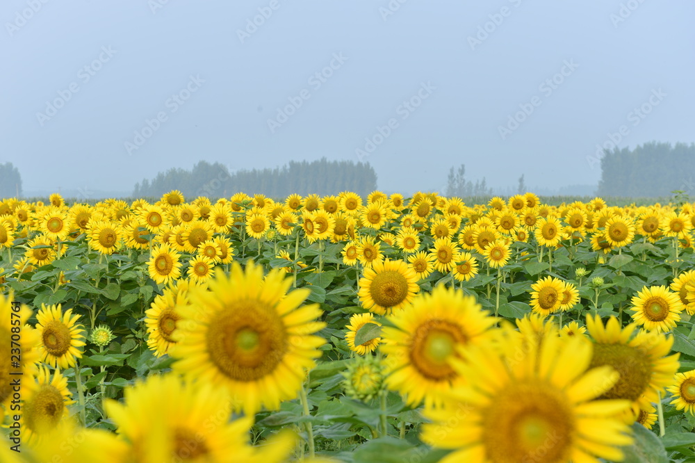 Fototapeta premium Sunflowers in the field