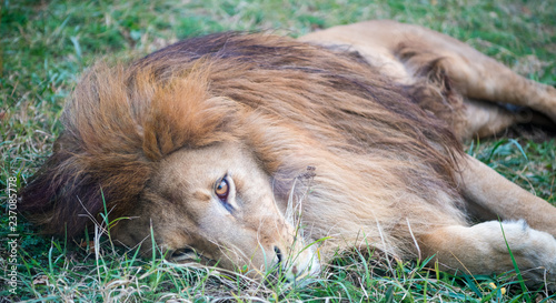 Fototapeta Naklejka Na Ścianę i Meble -  lion