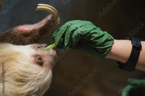 Canvas Print Zookeeper feeding a sloth