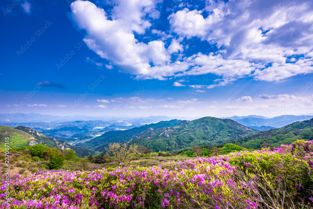 Obraz premium Hwangmaesan Mt. In spring, azalea and rhododendron blossoms take over the entire mountain