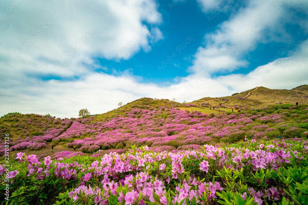 Hwangmaesan Mt. In spring, azalea and rhododendron blossoms take over the entire mountain Hwangmaesan Mt. In spring, azalea and rhododendron blossoms take over the entire mountain