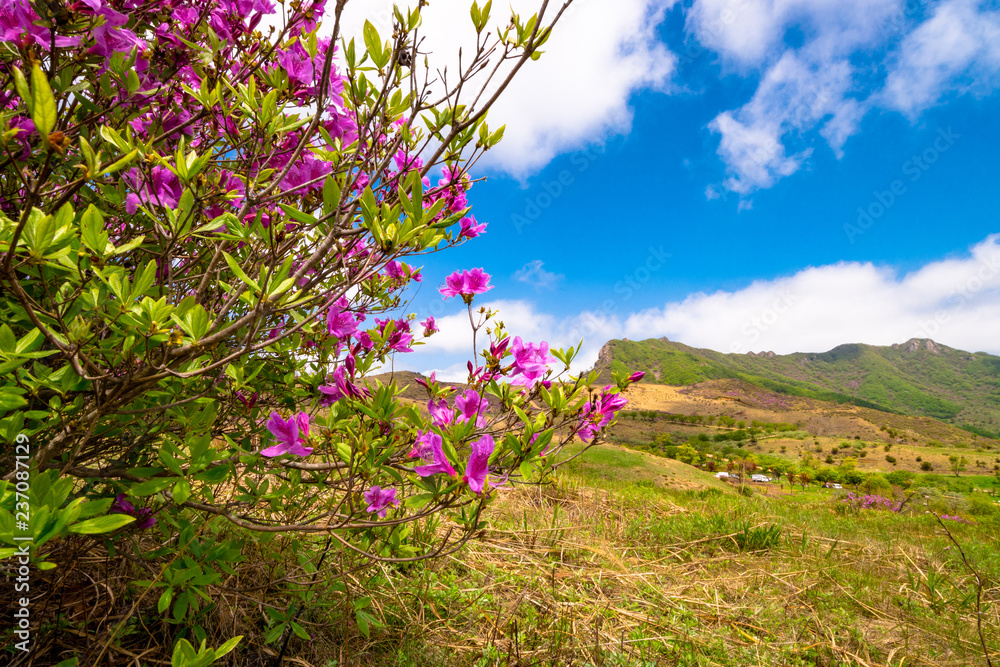 Obraz premium Hwangmaesan Mt. In spring, azalea and rhododendron blossoms take over the entire mountain
