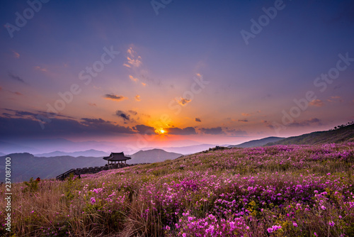 azalea and rhododendron blossoming Hwangmaesan beautiful sunset in Mt photo