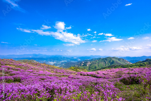 Hwangmaesan Mt. In spring, azalea and rhododendron blossoms take over the entire mountain