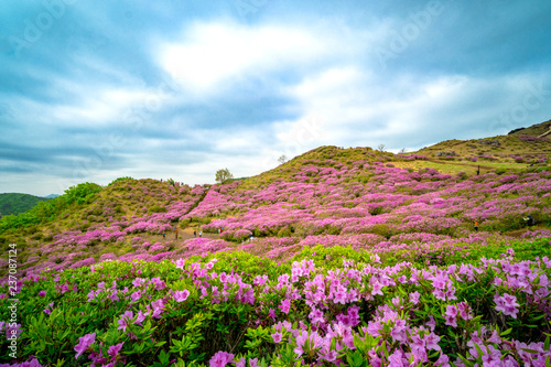 Hwangmaesan Mt. In spring  azalea and rhododendron blossoms take over the entire mountain