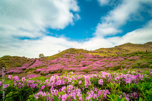 Hwangmaesan Mt. In spring  azalea and rhododendron blossoms take over the entire mountain