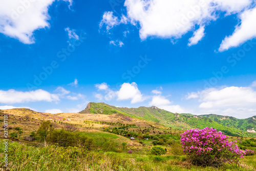 Hwangmaesan Mt. In spring, azalea and rhododendron blossoms take over the entire mountain © SiHo