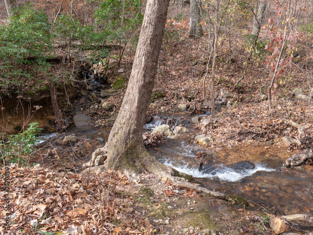A stream flowing through the forest in Calhoun County, Alabama, USA A stream flowing through the forest in Calhoun County, Alabama, USA