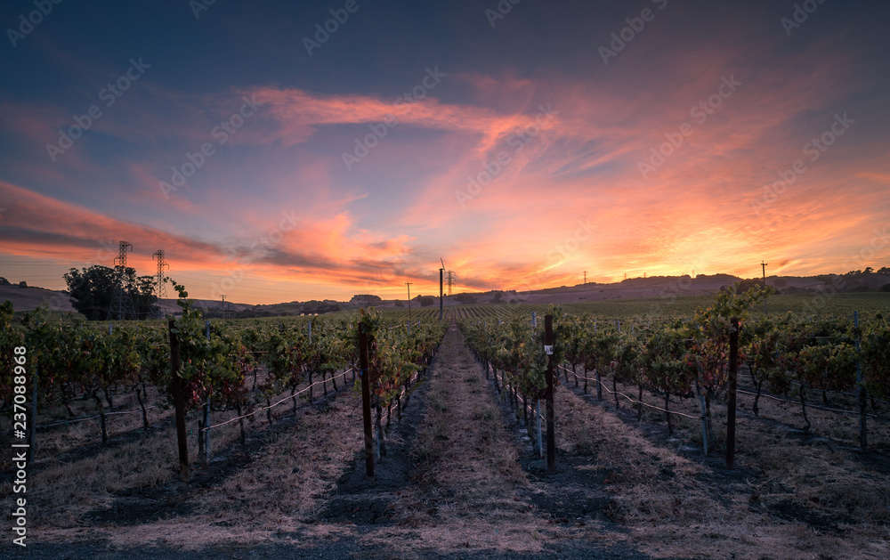 Sonoma Vineyards at Sunset