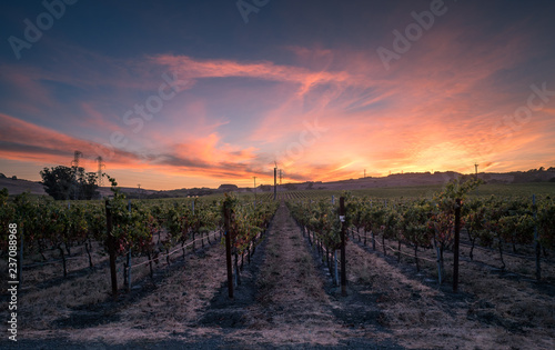 Sonoma Vineyards at Sunset