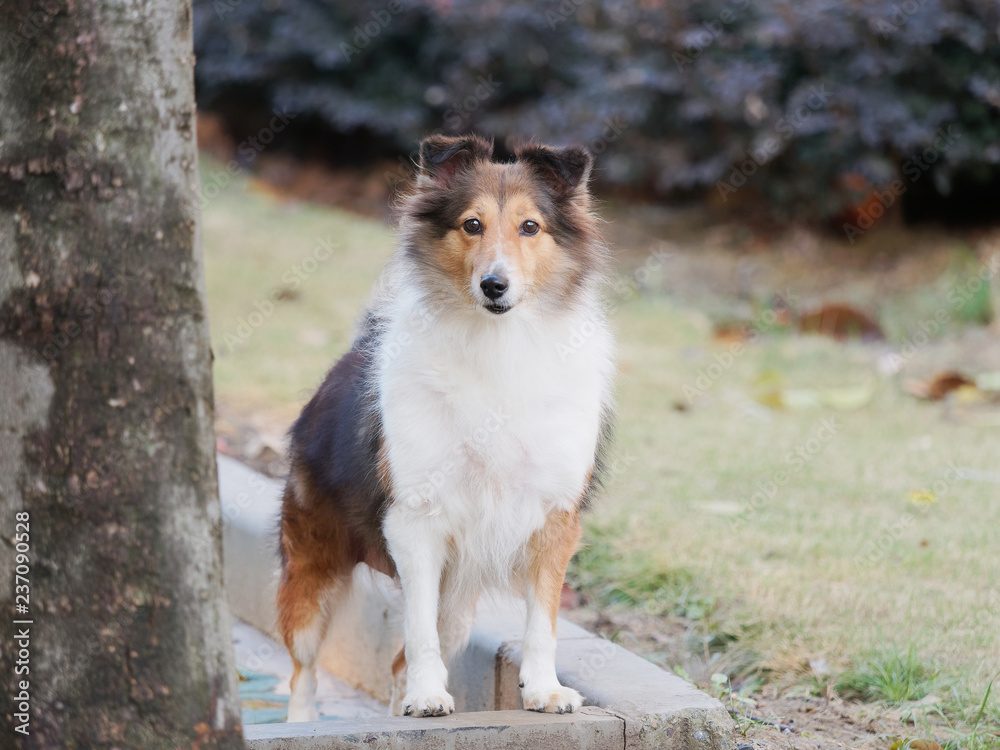 Dog, Shetland sheepdog, collie, friendly dog looking at camera with happy and faithful expression.