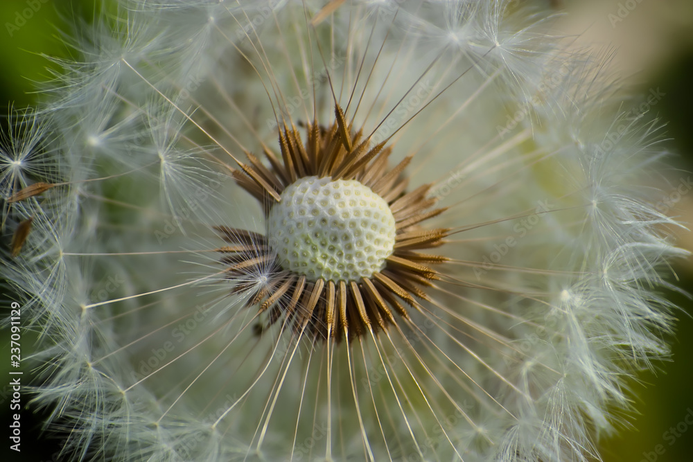 Fototapeta premium Dandelion withered, Taraxacum officinale, seeds, Bavaria, Germany, Europe