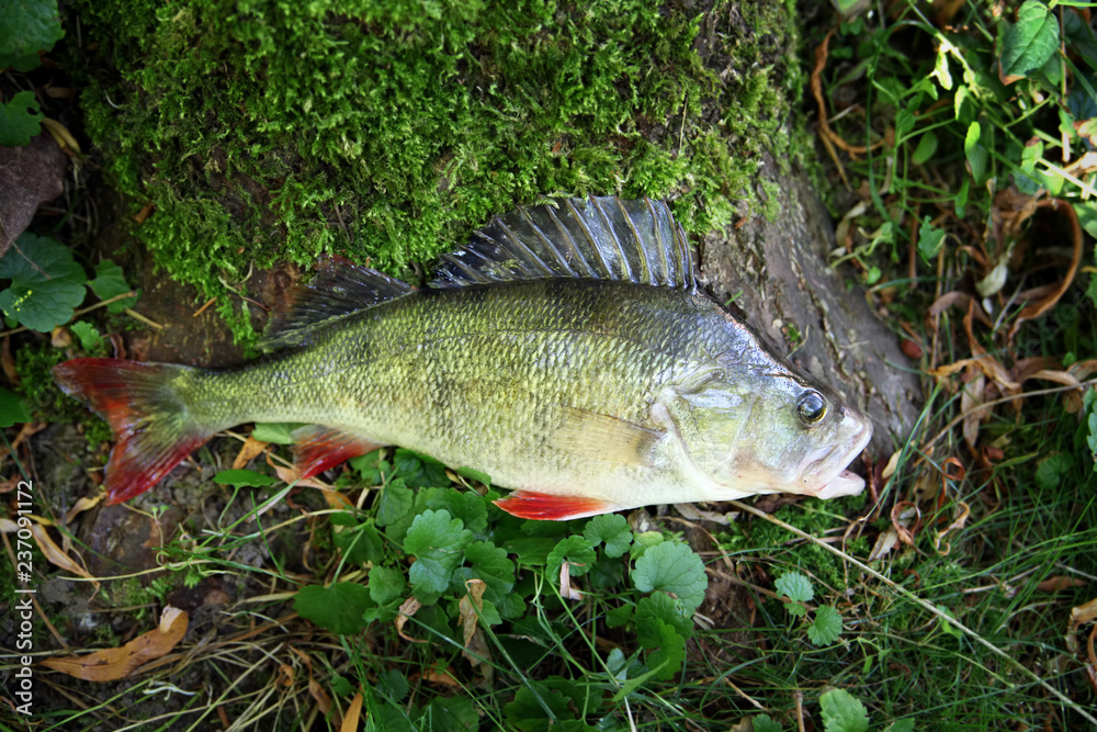 Fangfrischer Flussbarsch