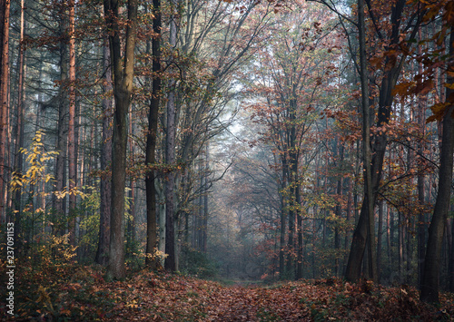 A path in a deciduous forest, misty morning, autumn season