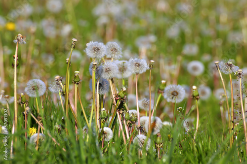 Dandelion withered  Taraxacum officinale  seeds  Bavaria  Germany  Europe