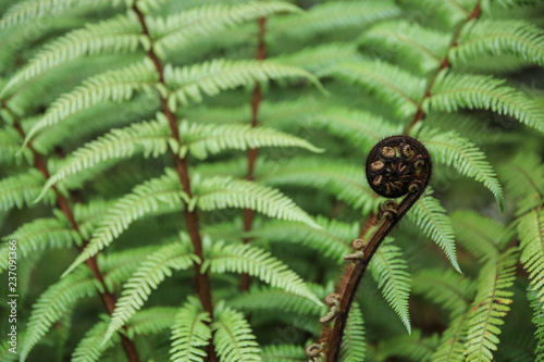 Koru, the fresh new stem of a fern on the background of green fern leaves, New Zealand fern photo