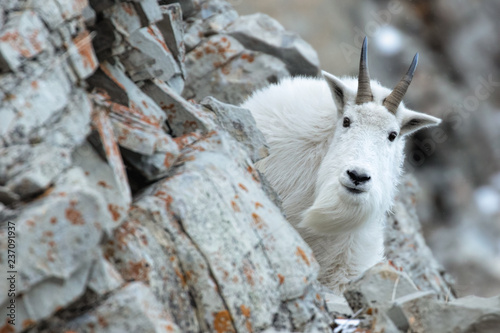 Mountain Goat in the Cliffs-Billy