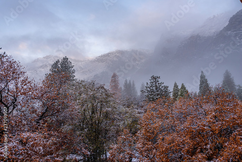 winter background with snow and trees changing colors
