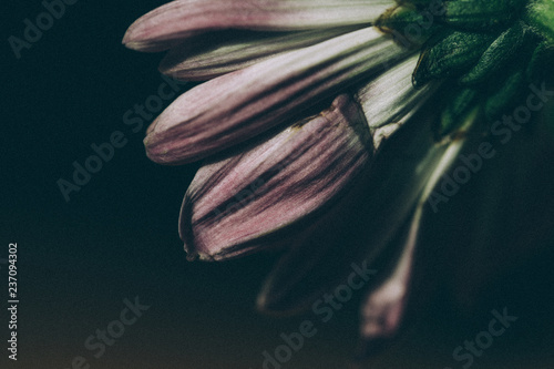 moody purple petal flower close up photo