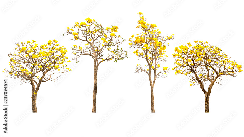 Yellow flower trees on white Yellow flower trees on white