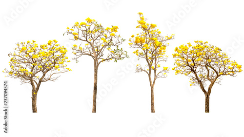 Yellow flower trees on white © ParinPIX