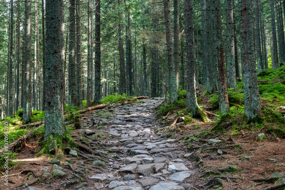 Hiking path in the Tatra Park Hiking path in the Tatra Park