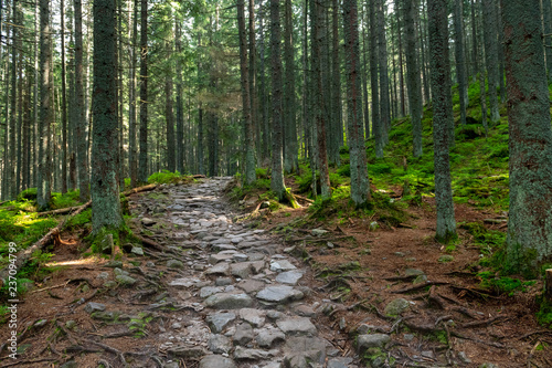 Hiking path in the Tatra Park