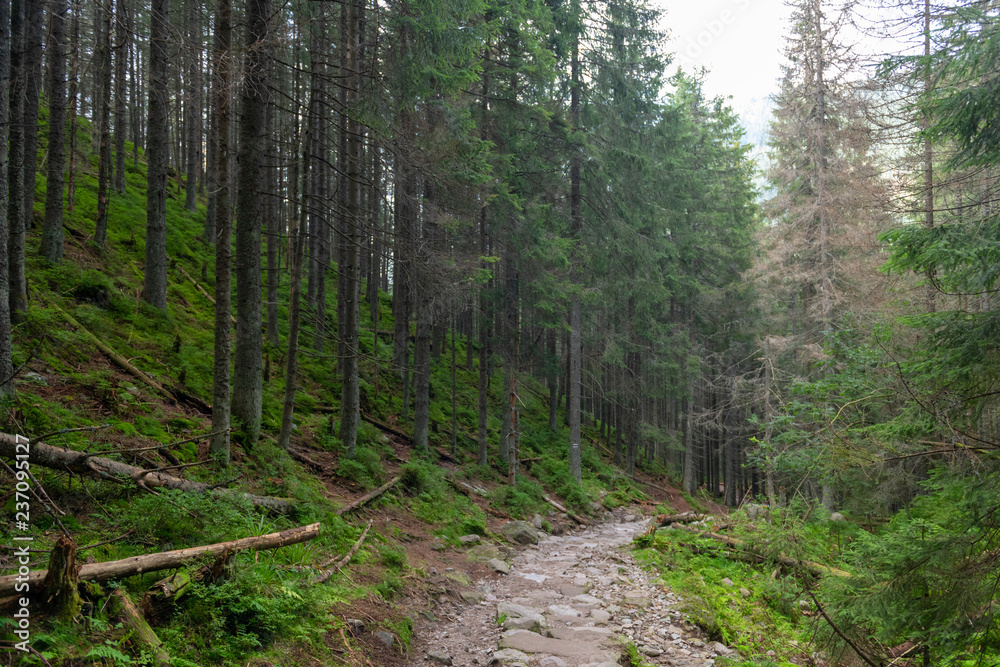 Hiking path in the Tatra Park