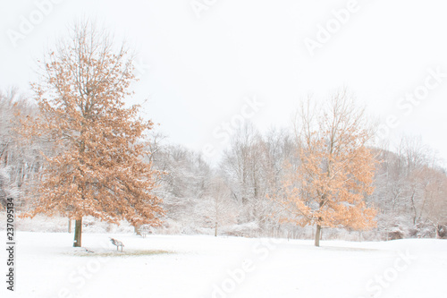 Winter landscape with trees 