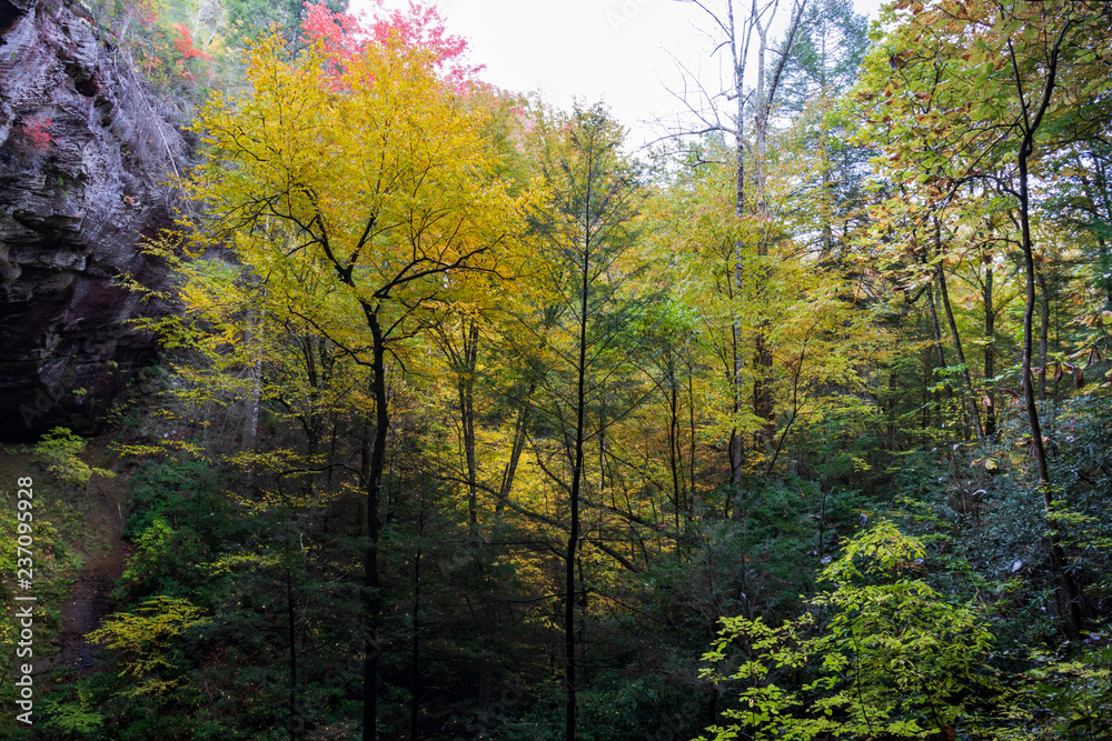 Trees with fall foliage
