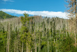 Dying Forest in the Tatra Mountains