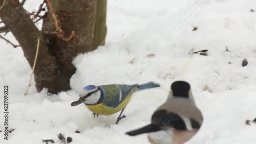 bird with a blue cap jumps in the snow and bites sunflower seeds, Eurasian blue tit, Cyanistes caeruleus
