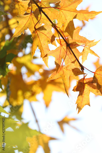 red and yellow maple leavesin autumn photo