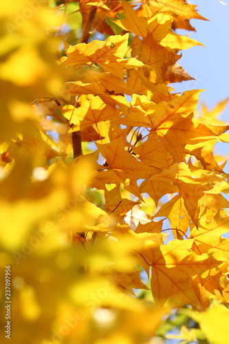 red and yellow maple leavesin autumn on blue sky background photo