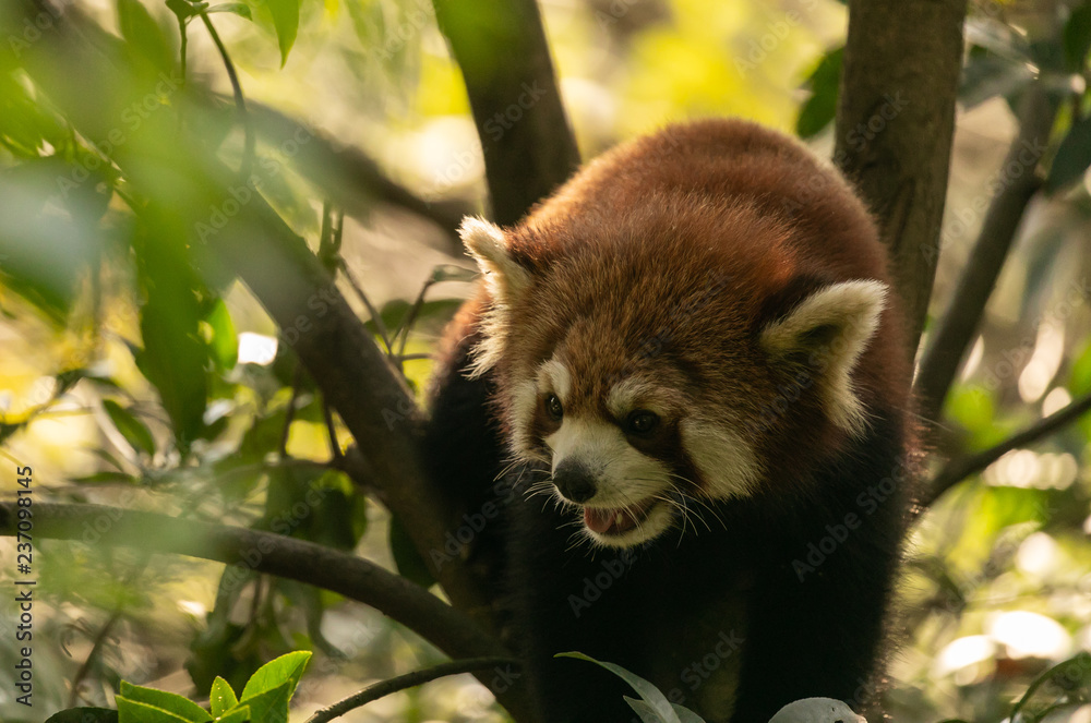 Fototapeta premium Red panda climbs on tree
