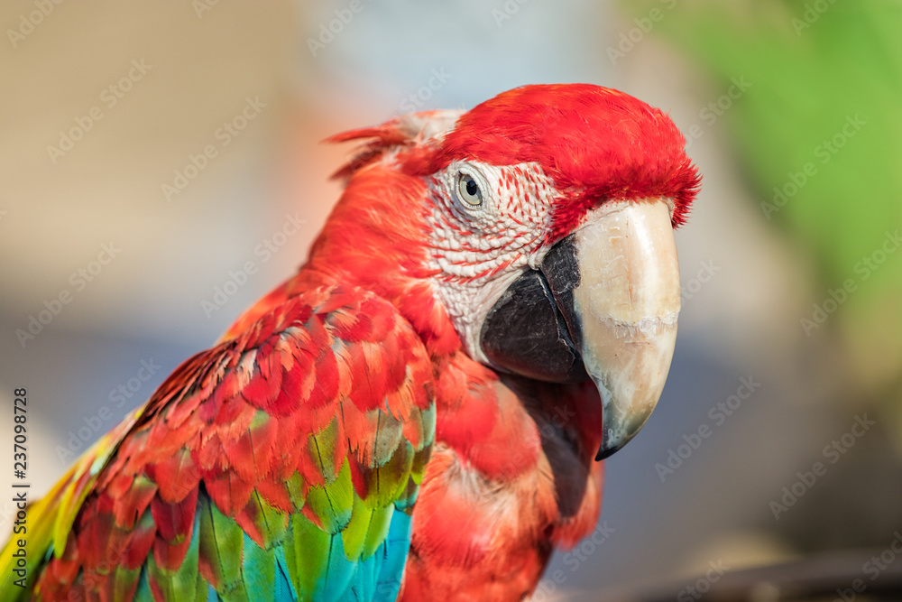 Portrait of a red - green macaw parrot profile view, closeup, outdoors.
