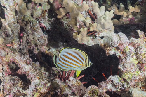 Ornate butterfly fish swimming in coral reef