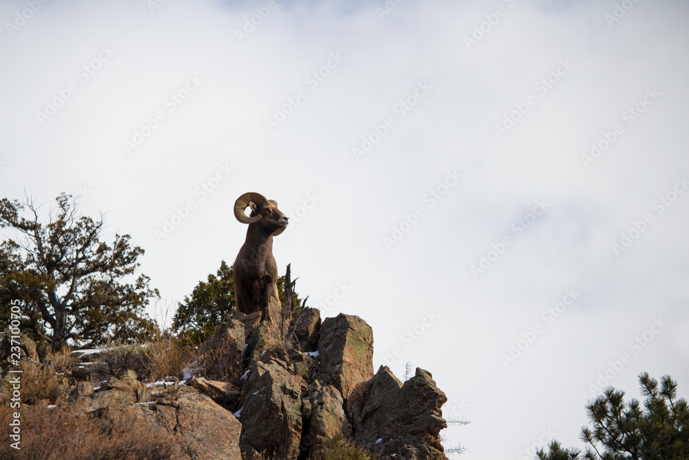 An adult bighorn sheep holds a majestic pose atop a cliff in the Rocky Mountains.