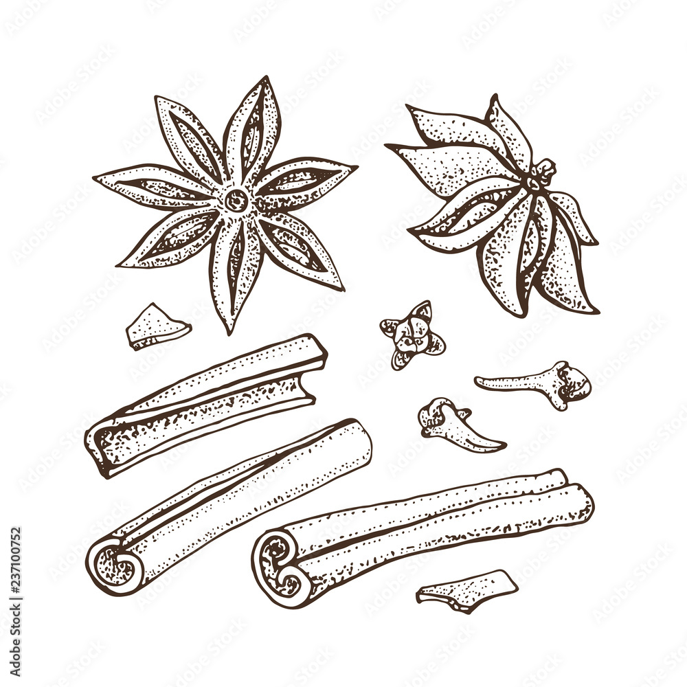 Cinnamon sticks, anise star and cloves. Vector drawing of aromatic