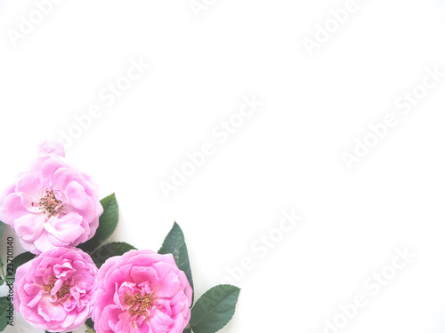 Pink roses with buds on a white background © jittima