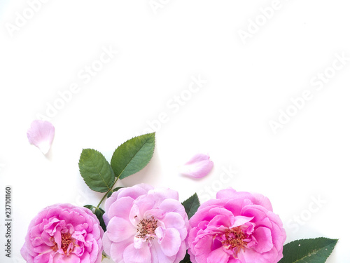 Pink roses with buds on a white background © jittima