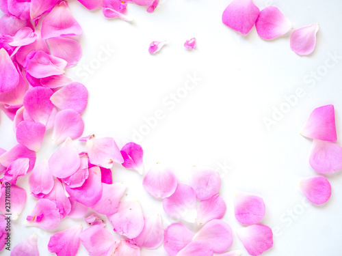Pink roses with buds on a white background