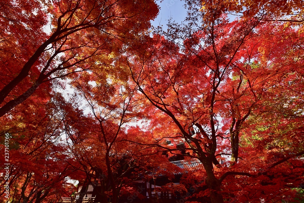 日本の京都の寺の紅葉