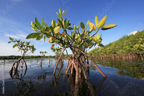 Young Mangrove trees in early morning light in Card Sound  Florida.