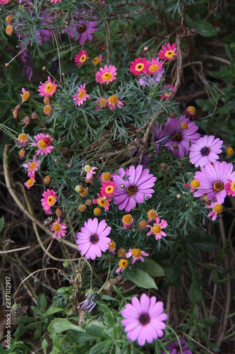 flowers in garden